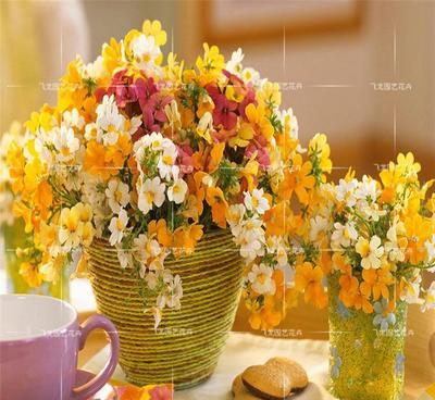 彩色袋装龙面花种子 装点家居的观花植物佳选