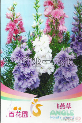 阳台四季飞燕草 家庭园艺的理想之选