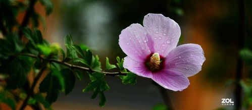 花卉系列 自然美的诗篇