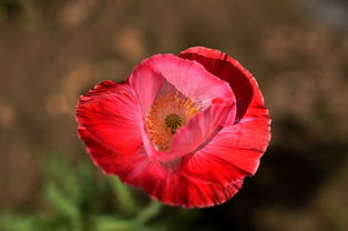 花卉与蔬菜 自然之美与生活之需的双重馈赠