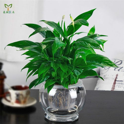 武汉美树花木 绿植盆景出租与蔬菜种植的多元化城市生态解决方案