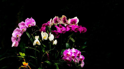 随拍花卉 定格自然的瞬息之美