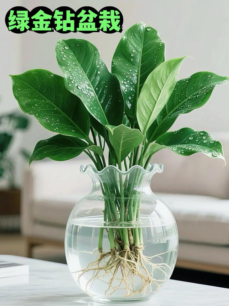 金钻 秋冬家中的常绿诗篇