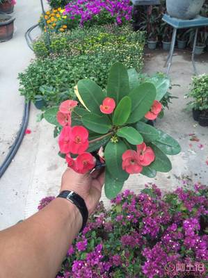 泉州室内绿化新宠——虎刺梅 质优价廉的健康生活之选