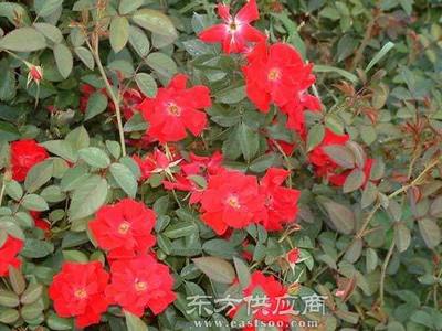 夏氏花卉 昆明月季大苗的品质之选与市场行情