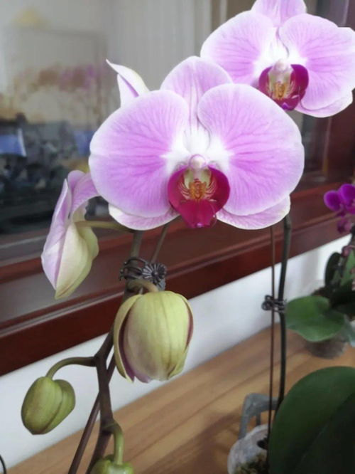 和润农业 精品花卉与蔬菜火热上市，点亮您的生活与餐桌