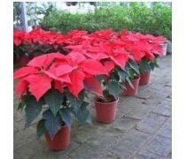 万年红花卉企业黄页 跨界发展，探索蔬菜产业新机遇