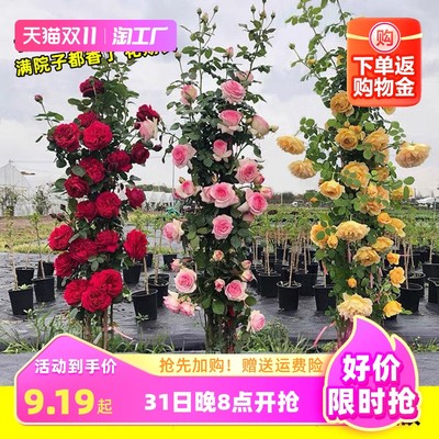 指尖上的绿色革命 当网购遇上蔬菜新潮流