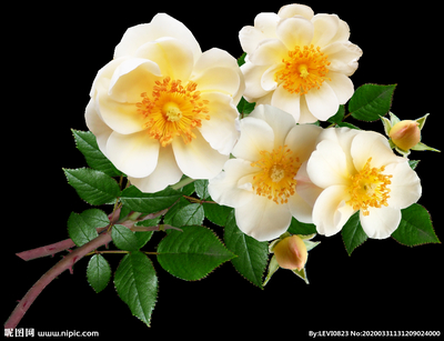 花