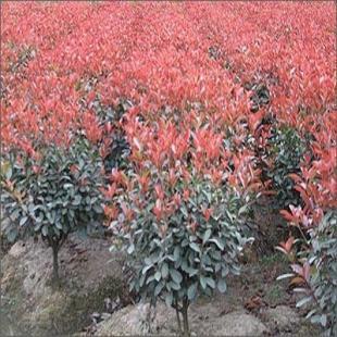 苗木花卉与农副产品的市场前景——以雪松、广玉兰、香樟及蔬菜为例