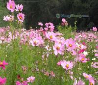 波斯菊种子的全面介绍与供应信息