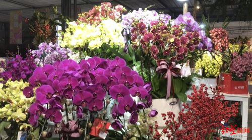 年宵花市场火热部分产品卖断货，期待成都国际园艺盛会迎五大洲奇珍异草