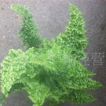 礼品工艺品草本类花卉与蔬菜大全 价格、批发与厂家指南