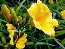 青州萱草供应 优质花卉基地与安全防护服务