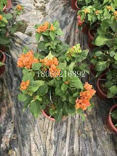 上海黄花三角梅 盆栽绿植与蔬菜的多功能魅力